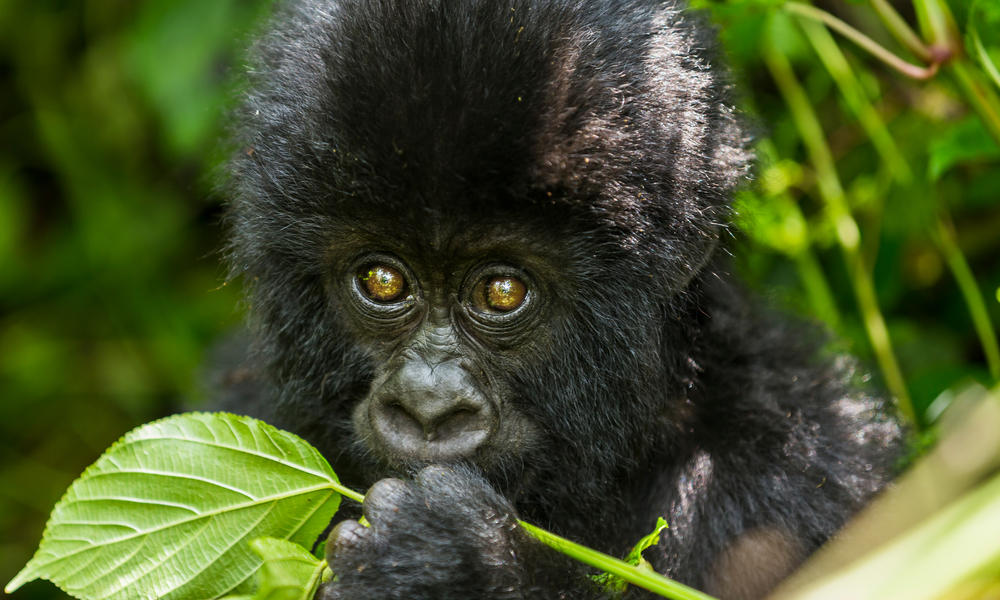 3 DAYS/2 NIGHTS GORILLA TOUR TO BWINDI-FLYING PACKAGE 